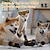 abordables Bottes &amp; Protecteurs de Pattes-chaussettes antidérapantes pour chiens pour éviter de se lécher les pattes, chaussures pour chiens pour trottoirs chauds, chaussons pour chiens pour petits, moyens et grands chiens âgés, bottes