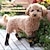 abordables Bottes &amp; Protecteurs de Pattes-chaussettes antidérapantes pour chiens pour éviter de se lécher les pattes, chaussures pour chiens pour trottoirs chauds, chaussons pour chiens pour petits, moyens et grands chiens âgés, bottes
