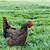 abordables Hasta 30 $-Sillas de montar para pollos, ropa de suéter para silla de montar de gallina, hermoso protector de alas, protector de aves para la espalda y los costados, accesorios para aves de corral para gallinas,