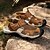 cheap Outdoor Sandals-Men&#039;s Brown Closed-Toe Outdoor Hiking Sandals with Breathable Mesh Upper Cushioned Sole Adventure Style for Adults Suitable for Mountain Trails Forest Walks Summer Camping
