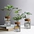 ieftine Vase &amp; Coșuri-Plantă hidroponică în vază de sticlă, ornament mic pentru birou, plantă verde în ghiveci, mini sticlă de bonsai, decor de casă în micro-peisaj
