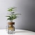 ieftine Vase &amp; Coșuri-Plantă hidroponică în vază de sticlă, ornament mic pentru birou, plantă verde în ghiveci, mini sticlă de bonsai, decor de casă în micro-peisaj