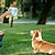 abordables Juguetes Interactivos para Mascotas-Pelota de fútbol con forma de huella de pata, juguete masticable para perros con correas