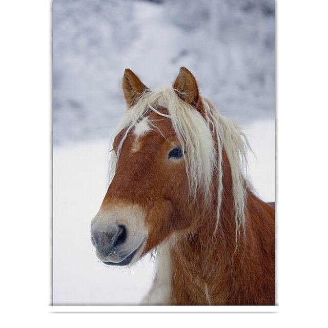  klasický kůň v zimě roletou