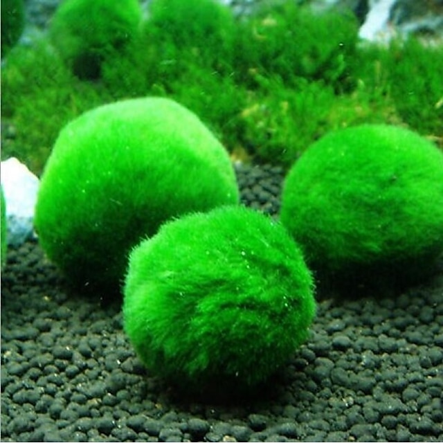  genuíno aquarium ball paisagismo chlorella algae marimo feliz meio ambiente bola de algas verdes