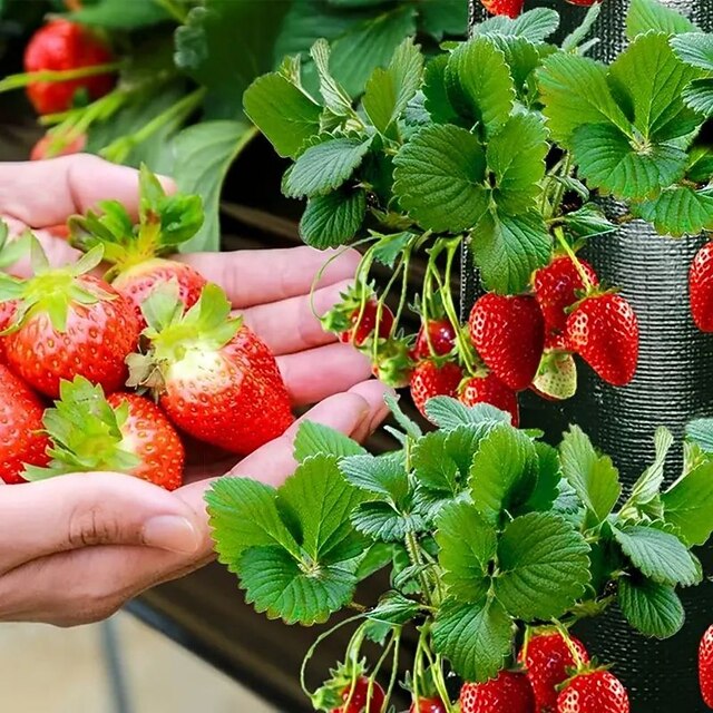 Hanging Strawberry Grow Bag, Strawberry Grow Bag With 8 Holes For
