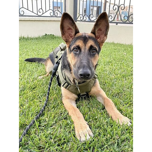  犬用 小型ペット用 ハーネス タクティカルハーネス 調整可能 パッド入り トレーナー 調整可 アウトドア ランニング ハイキング ソリッド ハスキー犬 ラブラドール エスキモー犬 1個