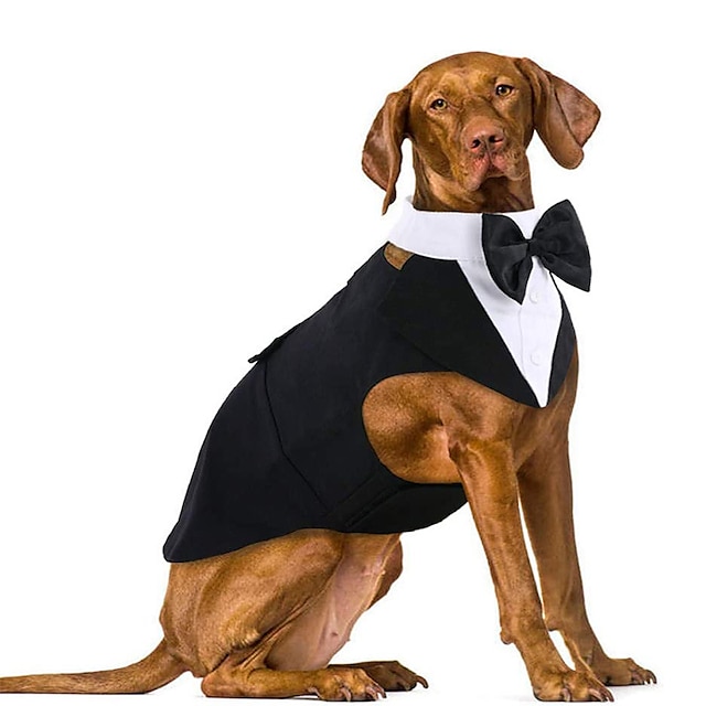  スーツ三角スカーフドレス結婚祝い大きな犬ハンサムなボウタイ人格