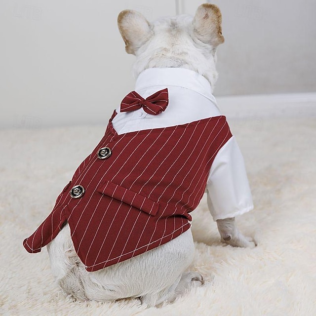  ślubny garnitur dla psa ślubna dekoracja dla psa ubranka dla psa chłopiec przystojny uroczy uroczy miś corgi pomorski