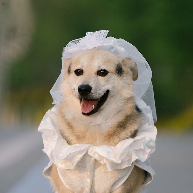  sottile corgi foto di nozze vestiti abiti da sposa pengpeng vestito vestiti del cane pet gatto gonna abito da sposa