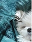 billige Gensere og hettegensere til kvinner-Dame Store størrelser Genser Hund Gate Avslappet Blå 3D-trykk Grunnleggende Rund hals Langermet Top Mikroelastisk Vår Høst vinter