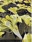 cheap FLORALS-A-Line Evening Gown Elegant Dress Formal Wedding Floor Length Sleeveless V Neck Pocket Nylon with Floral Print Pocket