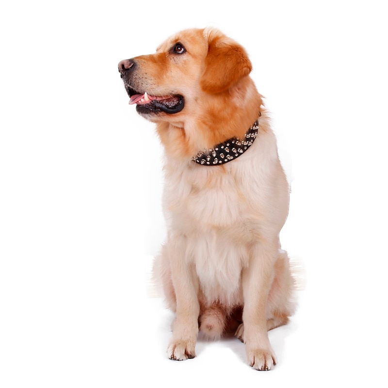 Dog Collar Portable Solid Colored3