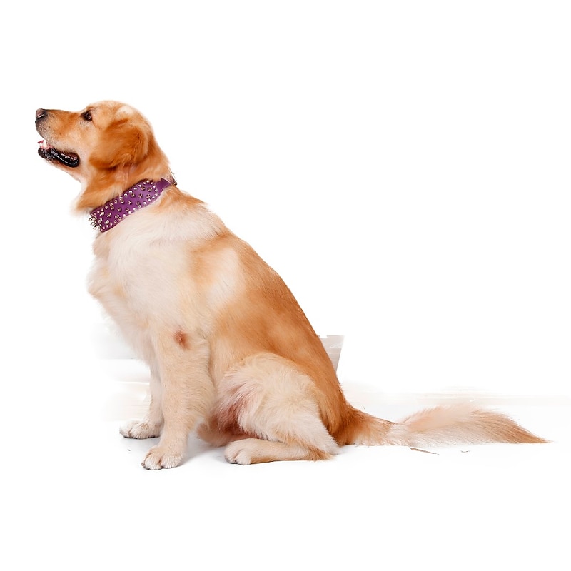 Dog Collar Portable Solid Colored4