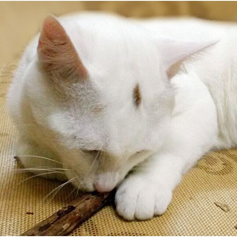 10pcs Natural Catnip Pet Cat Molar Toothpaste Stick Matatabi Actinidia Fruit Silvervine Cat Snacks Sticks Pet Cleaning Teeth4