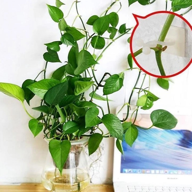 20pcs Plant Climbing Wall Fixture Clips, Vine Fixer Invisible Self-Adhesive Hook Plant Vine Traction Wall Vines Fixture Wall Sticky Hook Vines Fixing Clip Vines Holder3