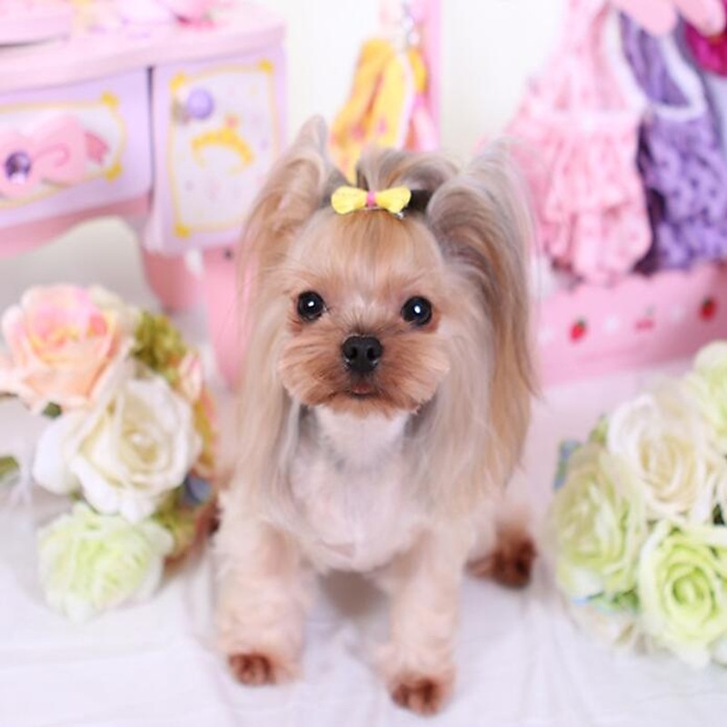 Dog Cat Hair Bow Cute Cosplay Casual Daily Dog Clothing for Shih Tzu Maltese Chihuahua Pomeranian Toy Poodle4