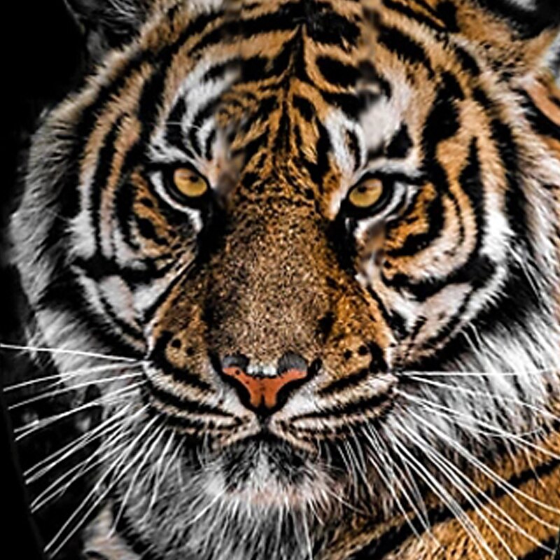 Boys 3D Tiger Hoodie Long Sleeve 3D Print Spring Fall Winter Active Basic Kids 3-13 Years Outdoor Daily3