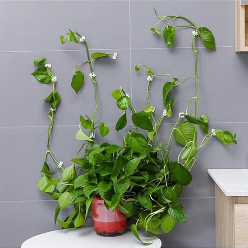 20 Pieces Invisible Wall Rattan Clamp Plant Climbing Wall Self-Adhesive Fixator Vine Buckle Hook Rattan Fixed Clip Bracket Plant Stent Support3