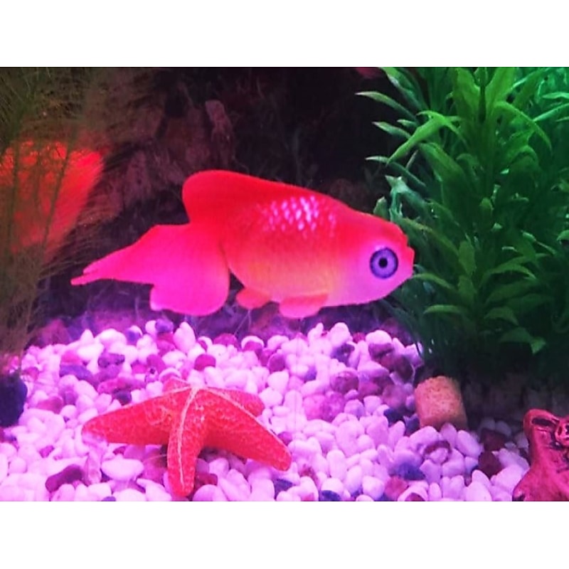 2 Pieces Artificial Aquarium Fishes Plastic Fish Realistic Artificial Moving Floating Orange Goldfish Fake Fish Ornament Decorations for Aquarium Fish Tank2