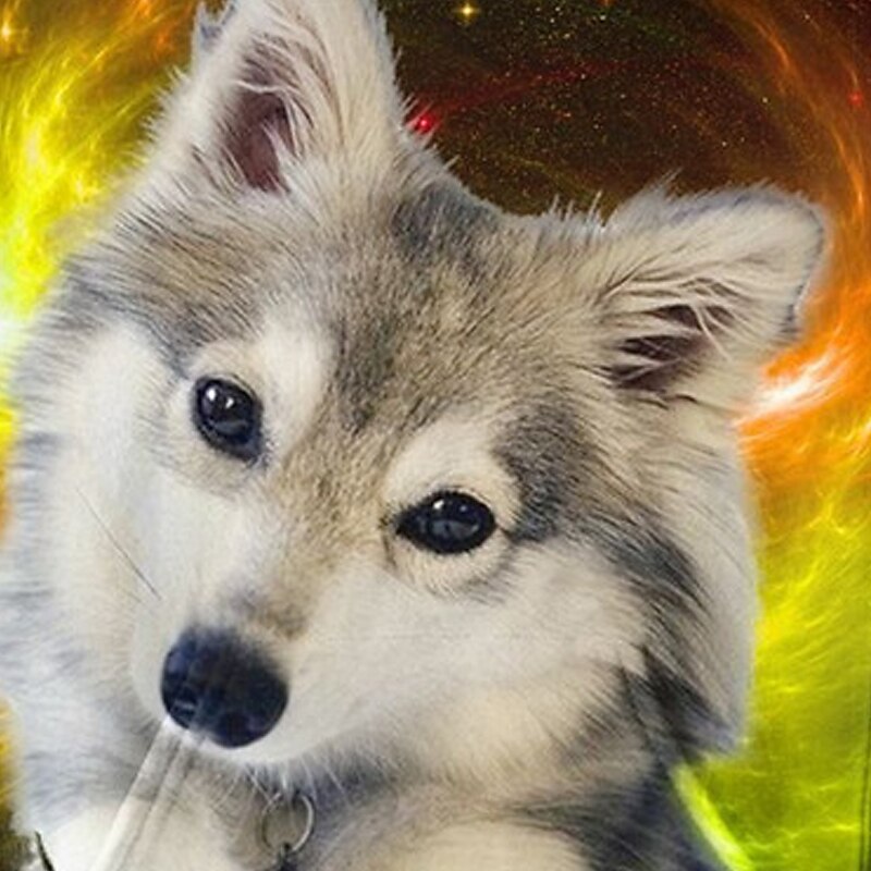 Kids Boys Hoodie Long Sleeve 3D Print Dog Animal Pocket Yellow Children Tops Fall Spring Active Fashion Daily Daily Indoor Outdoor Regular Fit 3-13 Years3