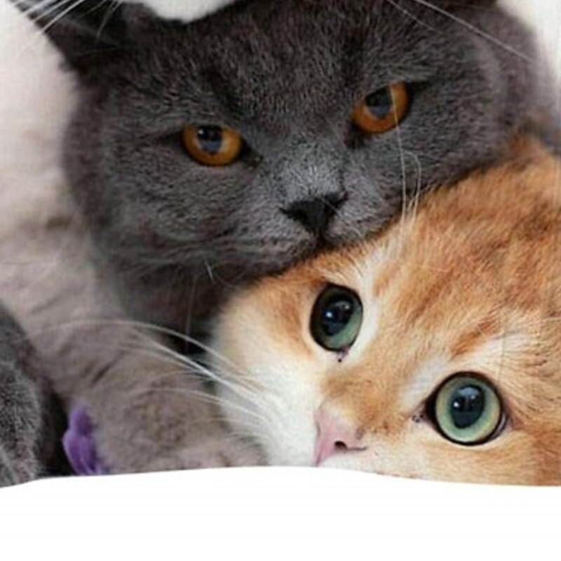 Boys 3D Animal Cat Hoodie Long Sleeve 3D Print Spring Fall Active Sports Fashion Kids 3-13 Years Outdoor Daily Indoor Regular Fit2