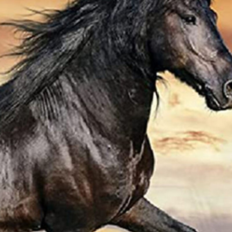 Boys 3D Animal Horse Hoodie Long Sleeve 3D Print Fall Winter Active Sports Fashion Kids 3-13 Years Outdoor Daily Indoor Regular Fit3