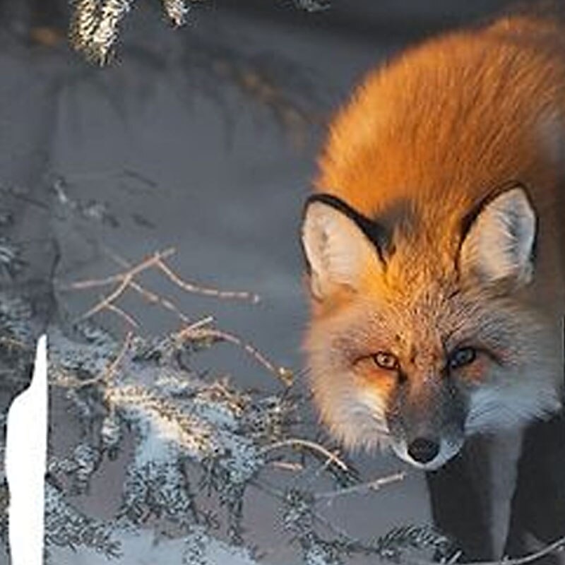 Kids Boys Hoodie Long Sleeve 3D Print Animal Fox Gray Brown Children Tops Spring Fall Active Cute School Outdoor 3-12 Years2