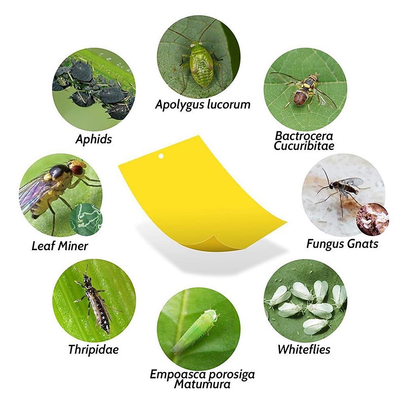 20pcs Fruit Fly Trap Stickyworm Board Greenhouse Yellow Board Double-Sided Small Black Fly Trap Yellow And Blue Trap Board Agricultural Household Thrips 20*15cm3