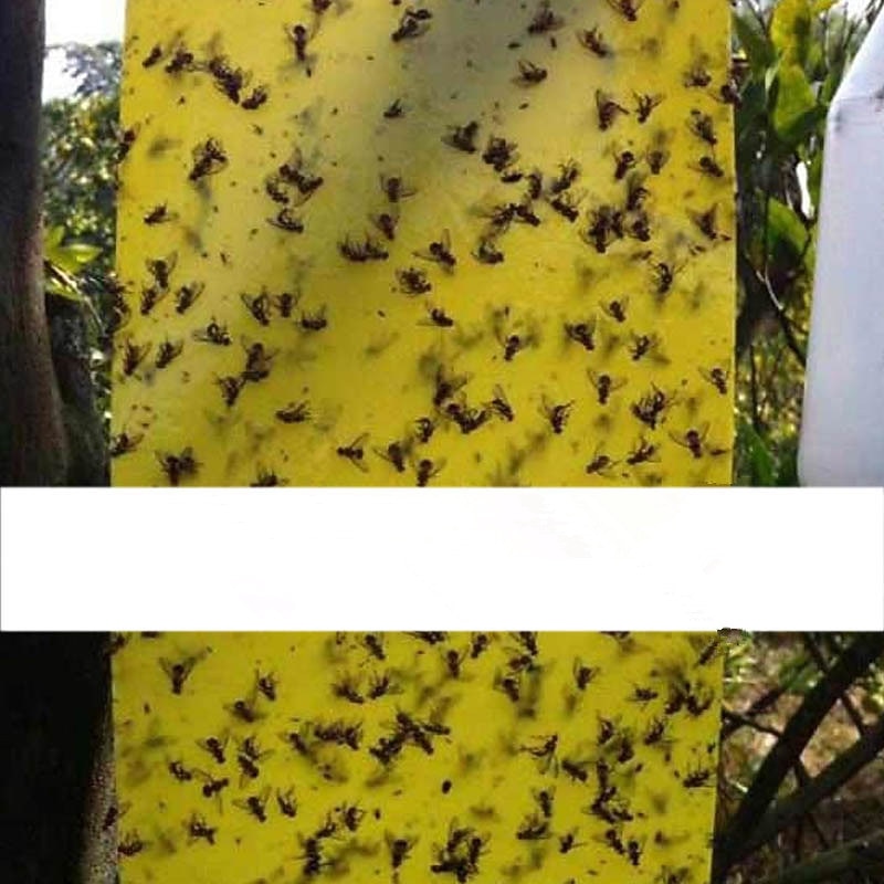 20pcs Fruit Fly Trap Stickyworm Board Greenhouse Yellow Board Double-Sided Small Black Fly Trap Yellow And Blue Trap Board Agricultural Household Thrips 20*15cm4
