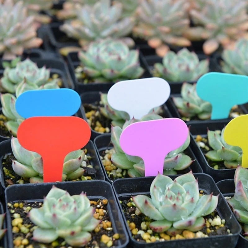 100pcs Garden Labels Plant Classification Sorting Sign Tag Ticket Plastic Writing Plate Board Plug In Card Colorful3