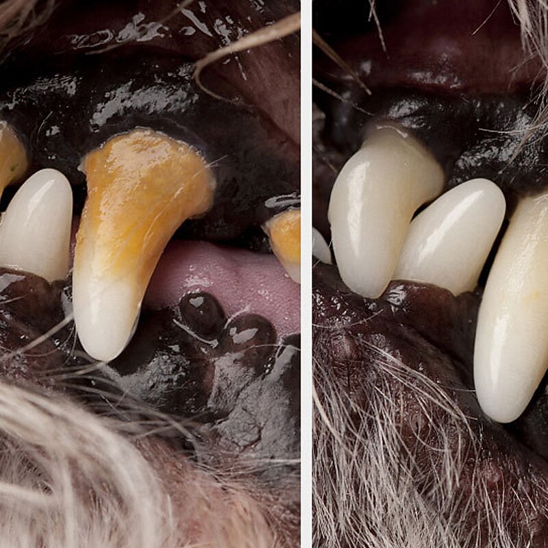 Dog Cat Cat Teeth Cleaning Dirt Pet Tools Cat Dog Beauty Teeth Pen Pet Teeth Cleaning Pen Stone Removal Tool3