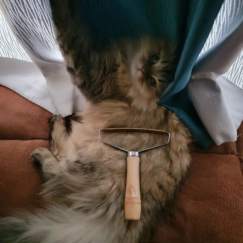 Dog & Cat Hair Removal Brush: Say Goodbye to Pet Hair with 1pc Remover4