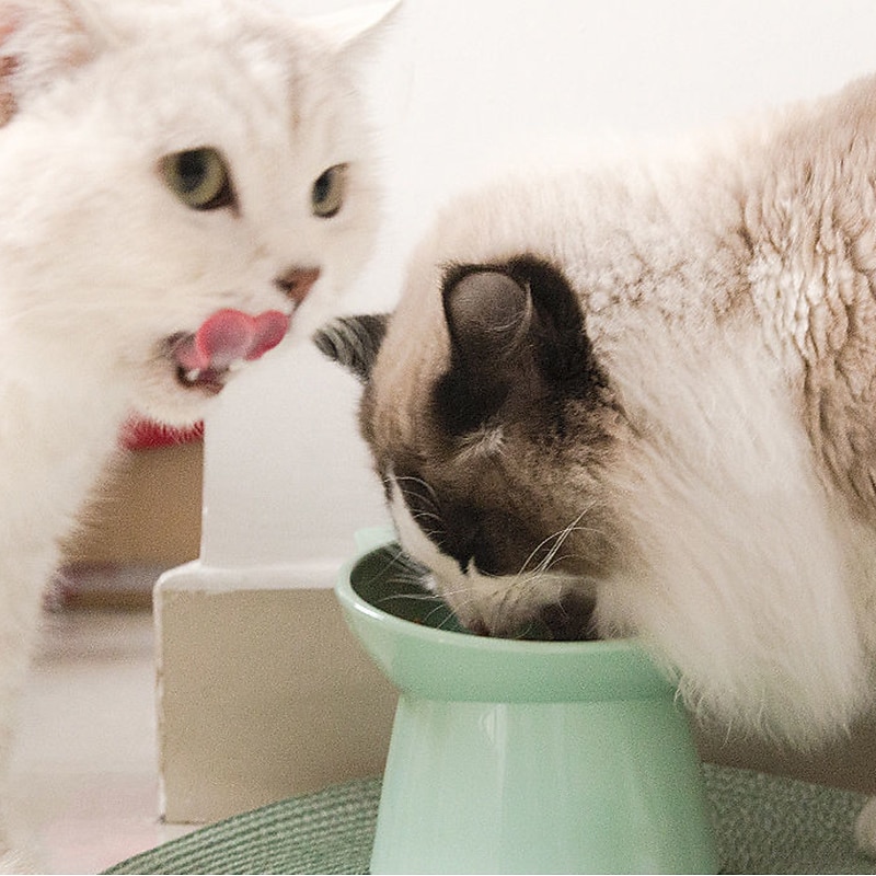 High Foot Pet Dog Cat Rice Bowl Food Bowl High Foot Neck Protection Slow Food Cute Shallow Mouth Rabbit Bowl Supplies2