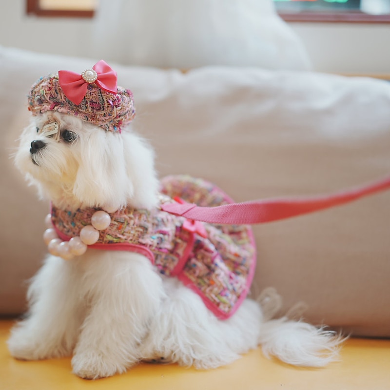 Dog Cat Harness Leash Fashion Cute Breathable Soft Washable Comfortable Outdoor Casual Daily Dog Clothing for Bichon Frise Pomeranian Baby Pet Papillon Small