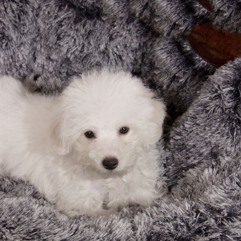 New Creative Cute Cute and Cute Palm Long Fur Dog Nest Cat Nest Locked and Warm All Seasonal Universal Dog Nestpad2