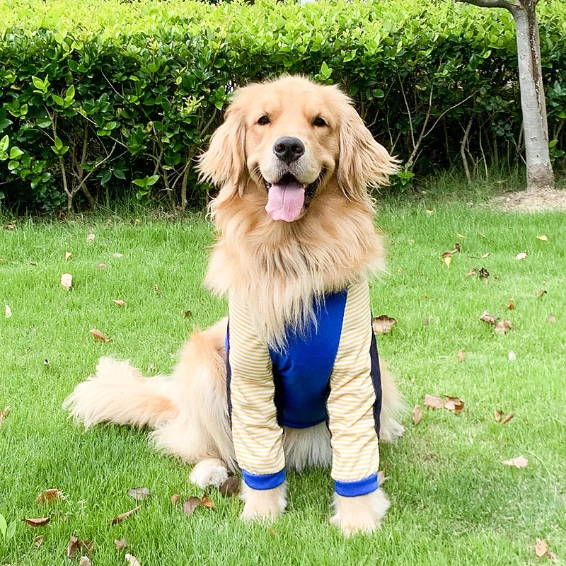 Dog Cat Shirt / T-Shirt Party Funny Breathable Soft Washable Comfortable Casual Daily Dog Clothing for Bichon Frise Pomeranian Baby Pet Papillon Small2