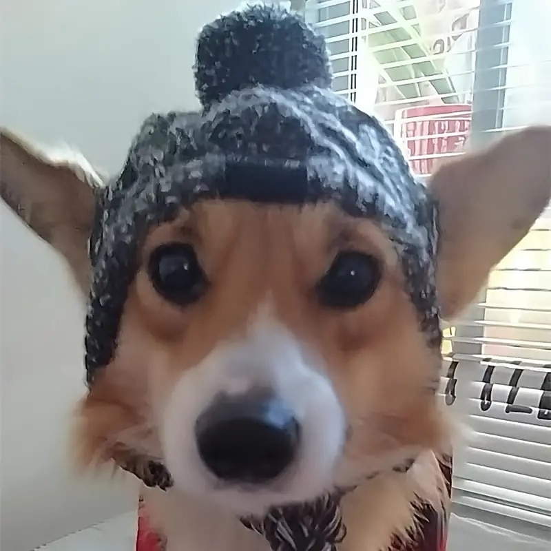 Dog Cat Dog Bandana & Dog Hat Fashion Casual Winter Warm Breathable Soft Washable Comfortable Christmas Outdoor Halloween Casual Daily Dog Clothing for Bichon Frise Pomeranian Baby Pet Papillon Small4