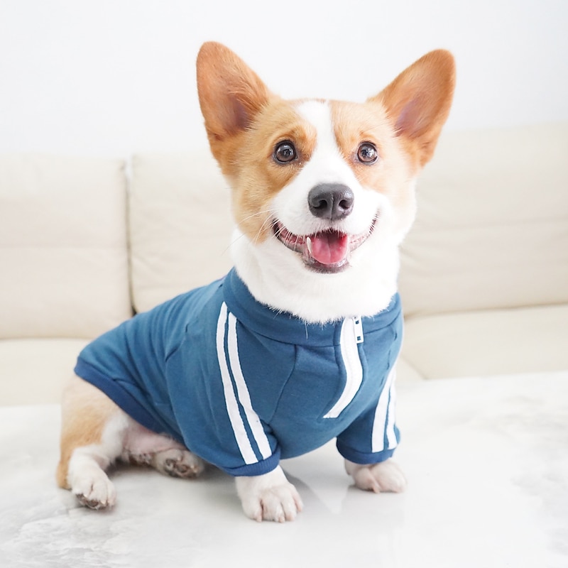 Dog Cat Sweatshirt Fashion Casual / Sporty Winter Breathable Soft Washable Comfortable Outdoor Casual Daily Dog Clothing for Bichon Frise Pomeranian Baby Pet Papillon Small4