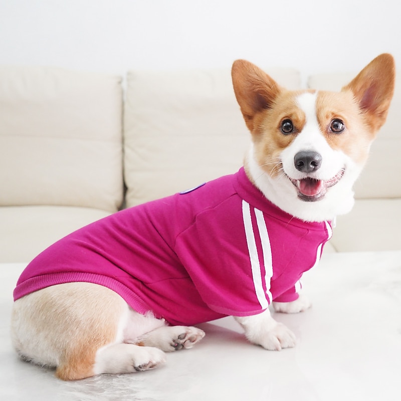 Dog Cat Sweatshirt Fashion Casual / Sporty Winter Breathable Soft Washable Comfortable Outdoor Casual Daily Dog Clothing for Bichon Frise Pomeranian Baby Pet Papillon Small3
