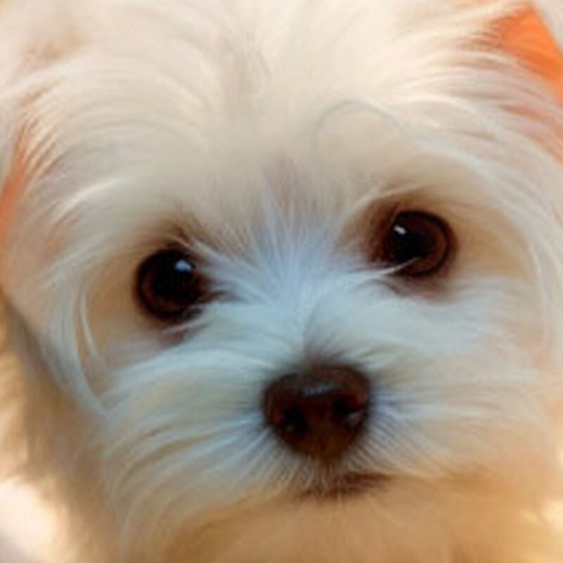 Girls' 3D Dog Tee Shirts Long Sleeve 3D Print Fall Winter Active Fashion Cute Kids 3-12 Years Crew Neck Outdoor Casual Daily Regular Fit3