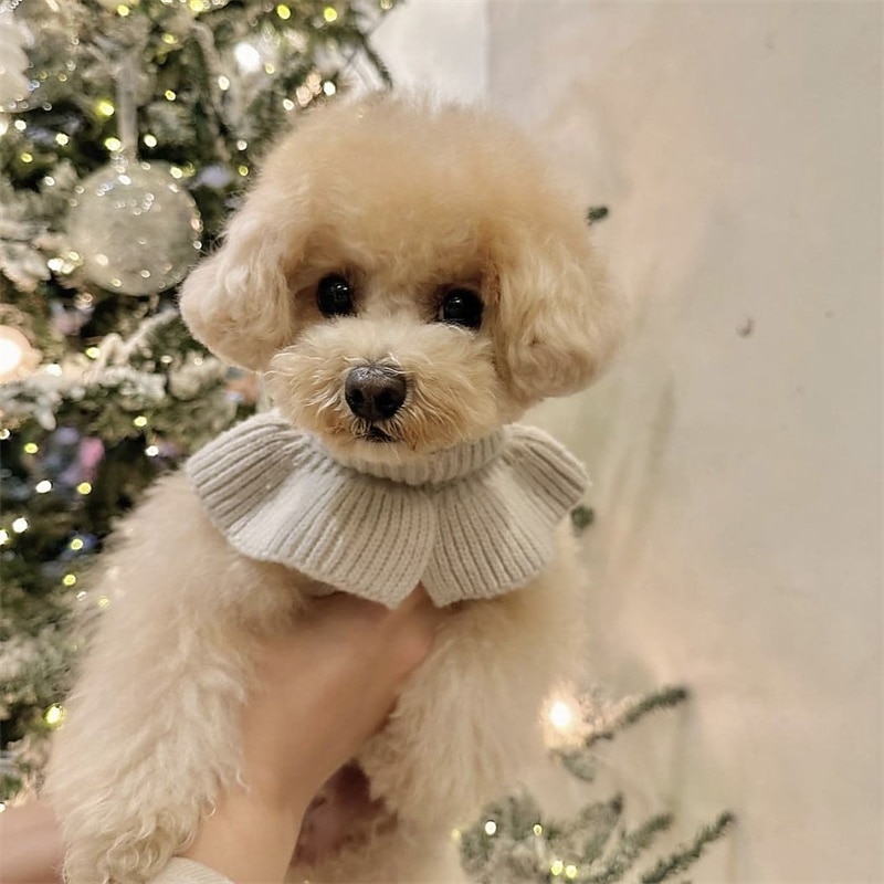 Dog Cat Sweater Jumper Party Casual Winter Breathable Soft Washable Comfortable Outdoor Casual Daily Dog Clothing for Bichon Frise Pomeranian Baby Pet Papillon Small4
