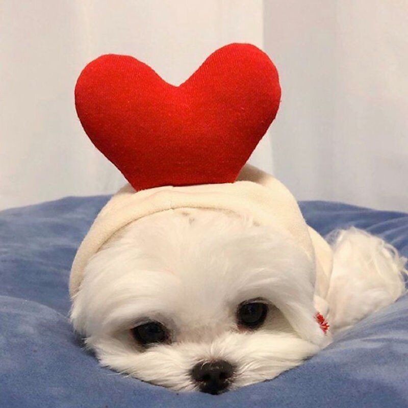 Dog Cat Hoodie Cute Casual Winter Breathable Soft Washable Comfortable Christmas Outdoor Casual Daily Dog Clothing for Bichon Frise Pomeranian Baby Pet Papillon Small3