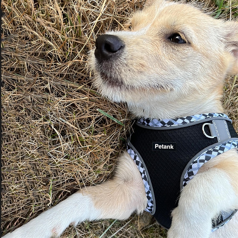 Dog Harness for Small Medium Dogs No Pull Puppy Harness and Leash Set Easy Walk Dog Harness for Walking Running Training Small Dog Harness Medium Dog Harness2