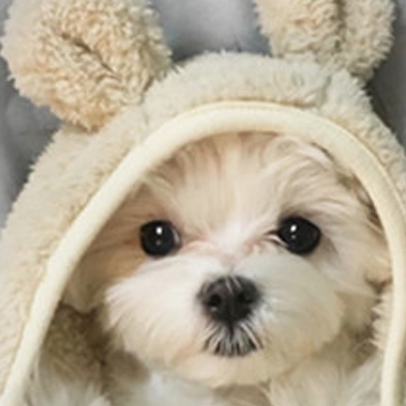 Girls' 3D Dog Tee Shirts Long Sleeve 3D Print Spring Fall Active Fashion Cute Kids 3-12 Years 4-12 Years Crew Neck Outdoor Casual Daily Regular Fit4