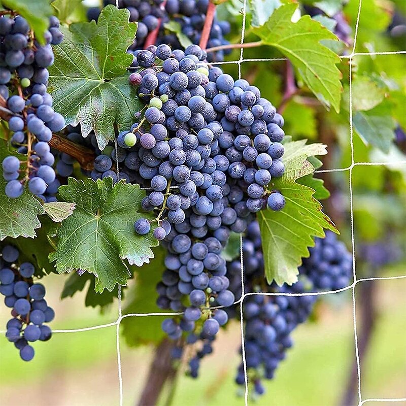 Trellis Netting Heavy-Duty Garden Plant Trellis Netting for Climbing Plants Outdoor Indoor Grow Net for Beans Tomatoes Peas Pumpkin Flowers2