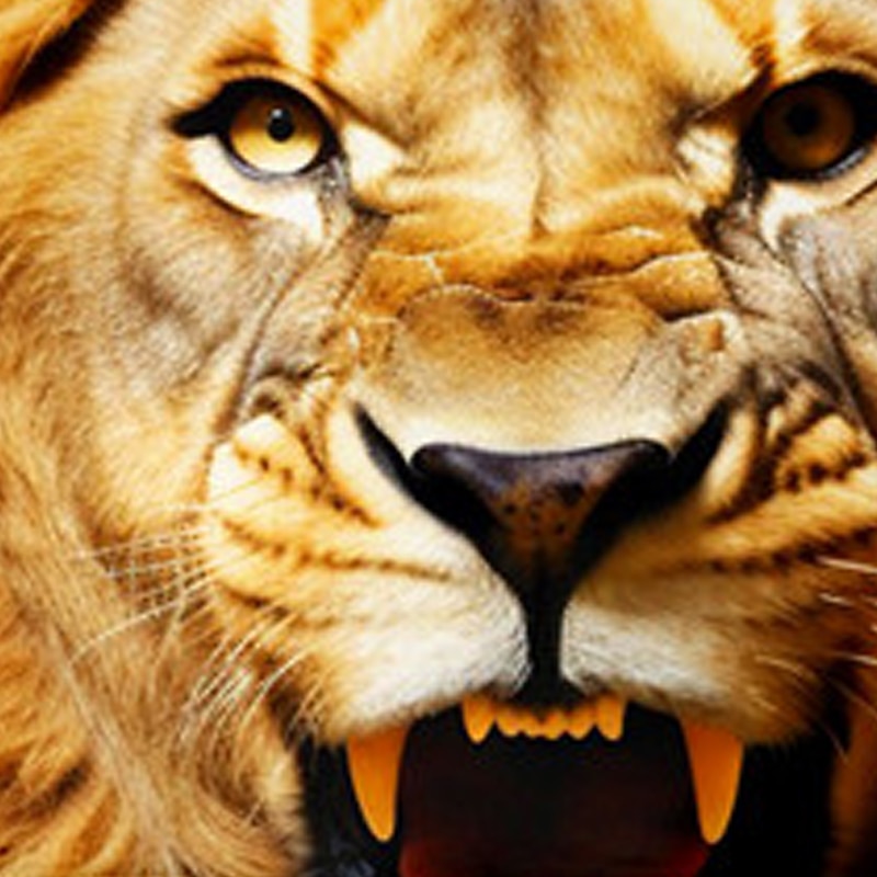 Boys 3D Lion Hoodie Pullover Long Sleeve 3D Print Spring Fall Fashion Streetwear Cool Kids 3-12 Years Hooded Outdoor Casual Daily Regular Fit4