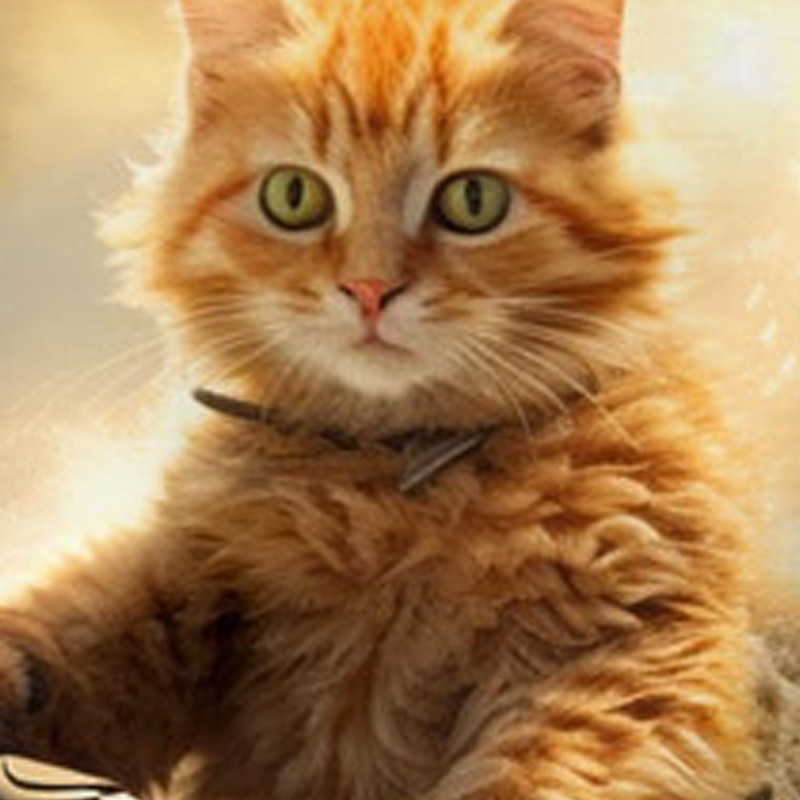 Boys 3D Cat Sweatshirt Pullover Long Sleeve 3D Print Spring Fall Fashion Streetwear Cool Kids 3-12 Years Crew Neck Outdoor Casual Daily Regular Fit4