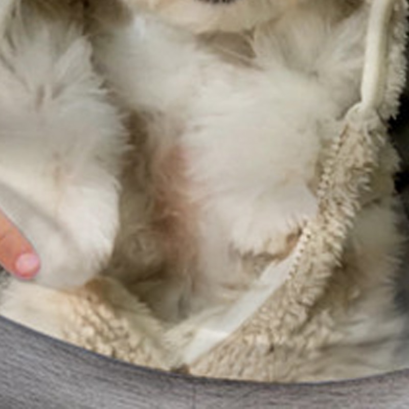 Girls' 3D Dog Tee Shirts Short Sleeve 3D Print Summer Active Fashion Cute Kids 3-12 Years Crew Neck Outdoor Casual Daily Regular Fit4