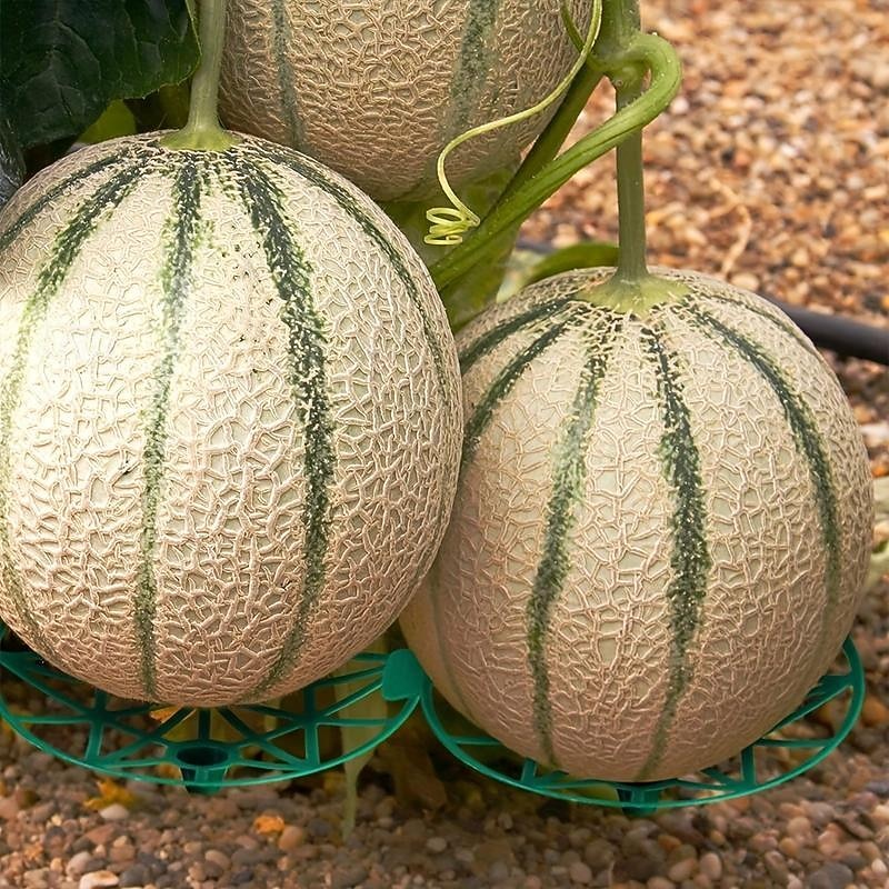 10 Pack Plant Melon Supports Cages Cradles Trellis for Watermelon, Cantaloupe, Pumpkins, Strawberries - Avoid Ground Rot - Reusable (Round Watermelon Support)4